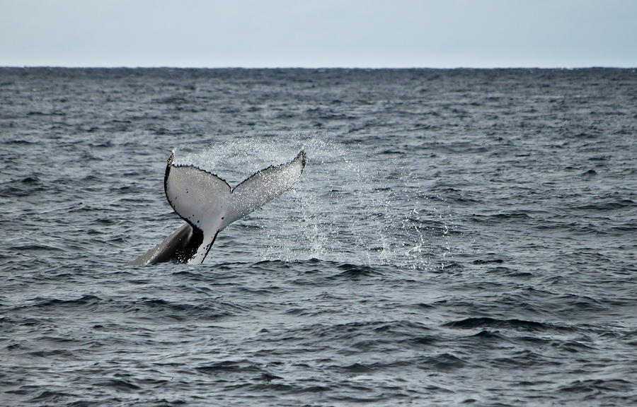 Whale Photograph - Whale of a time by Miroslava Jurcik