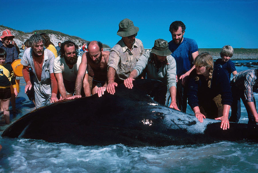 Whale Rescue Photograph by A.b. Joyce