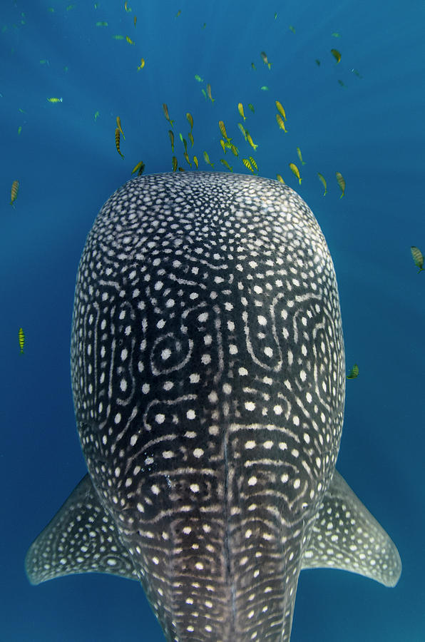 Bay Photograph - Whale Shark And Golden Trevally by Pete Oxford Bay Photograph - Whale Shark And Golden Trevally by Pete Oxford