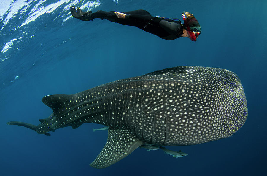 Whale Shark And Tourist Photograph By Pete Oxford - Fine Art America