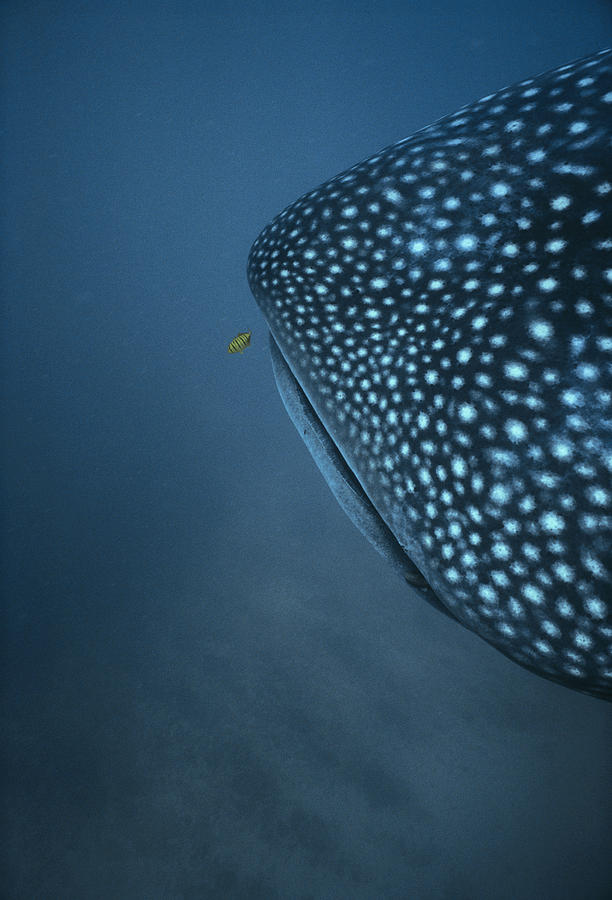 Whale Shark And Trevally Photograph by Jeff Rotman