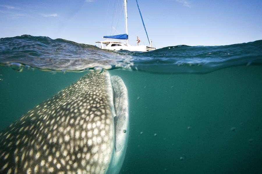 Rhincodon Typus Photograph - Whale Shark And Yacht by Christopher Swann Rhincodon Typus Photograph - Whale Shark And Yacht by Christopher Swann