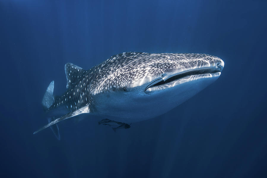 Whale Photograph - Whale Shark by Barathieu Gabriel