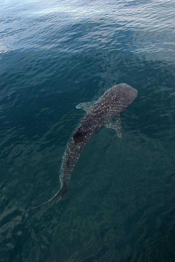 Whale Shark Photograph by Christopher Swann/science Photo Library