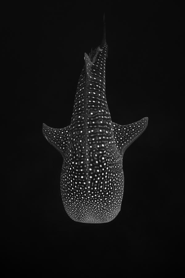 Inspirational Photograph - Whale Shark by Ethan Daniels