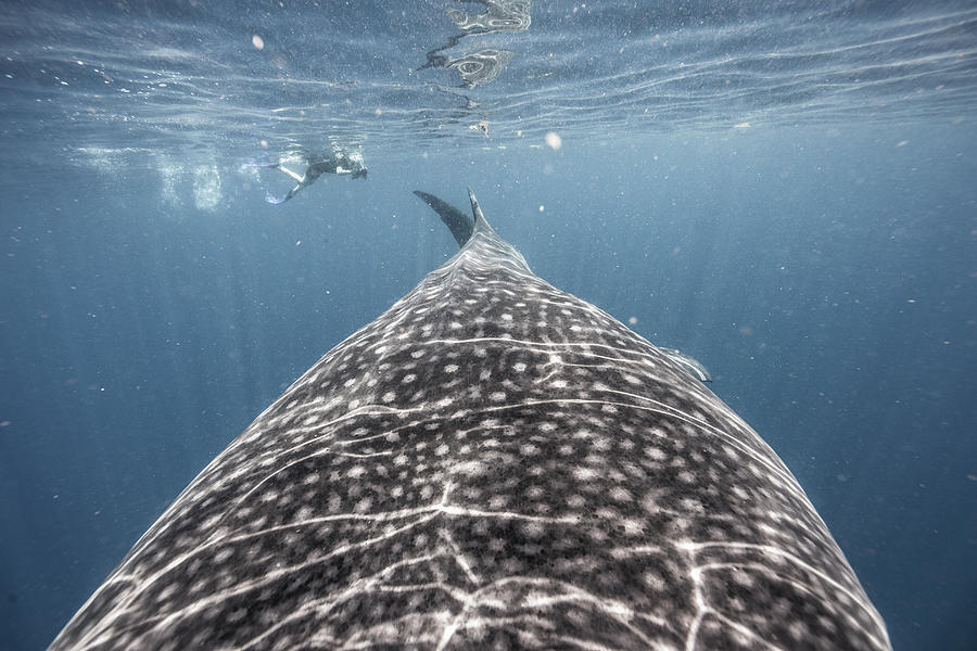 Whale Shark Expedition Photograph by Tyler Stableford