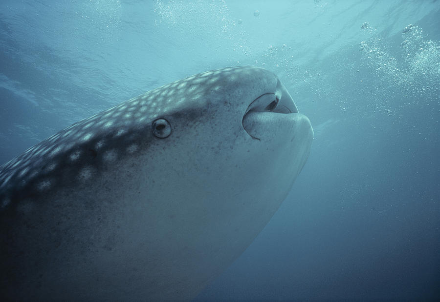 Whale Shark Face Photograph by Jeff Rotman
