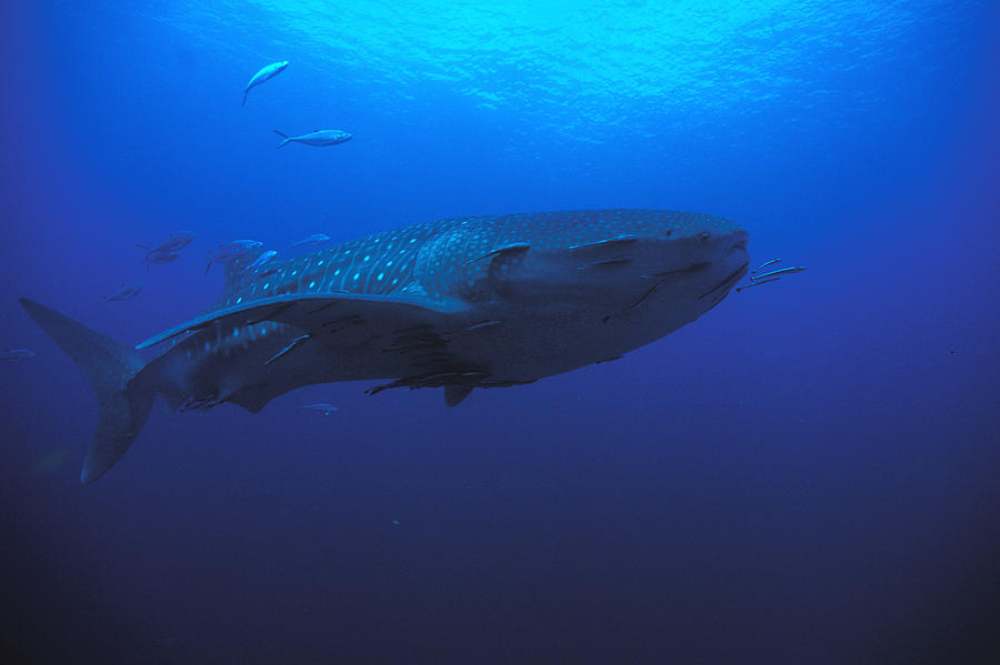 Whale Shark Photograph by Greg Ochocki