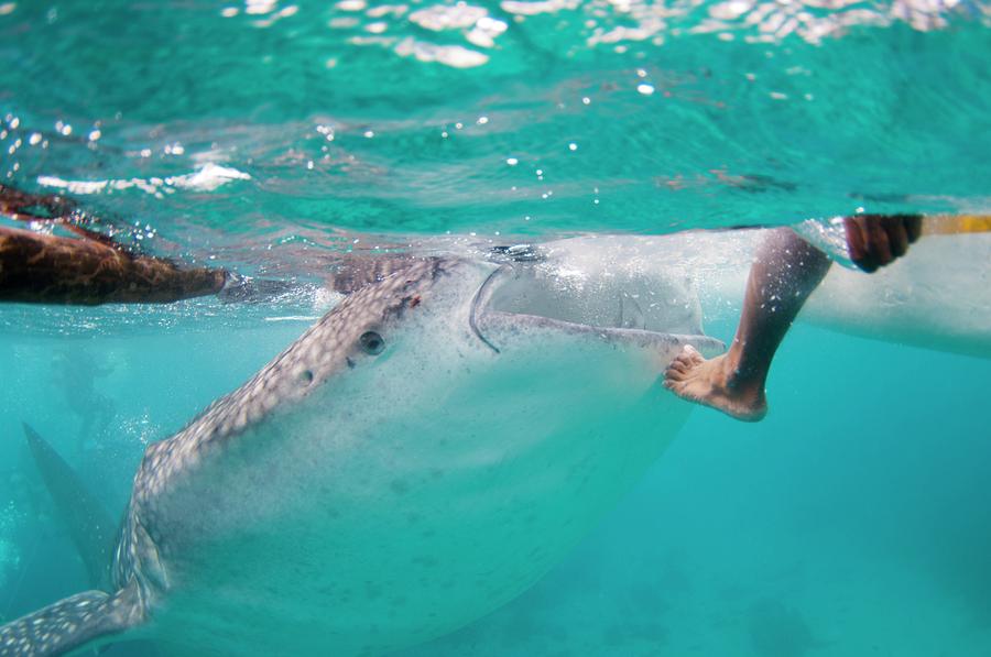 Whale Shark Resting On Fishermans Foot Photograph by Science Photo Library Whale Shark Resting On Fishermans Foot Photograph by Science Photo Library