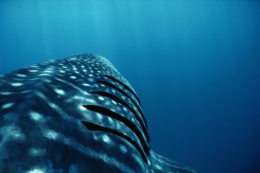 Whale shark (Rhincodon typus), close-up of gills Photograph by Jeff Rotman