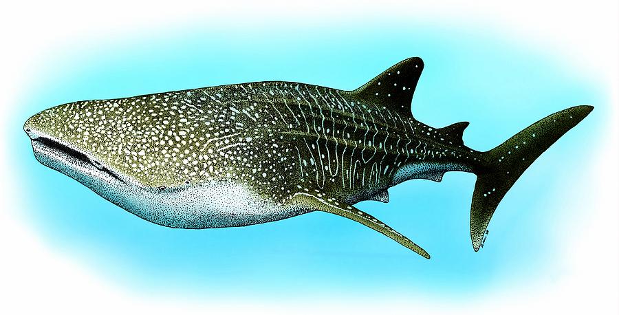 Whale Shark Photograph by Roger Hall