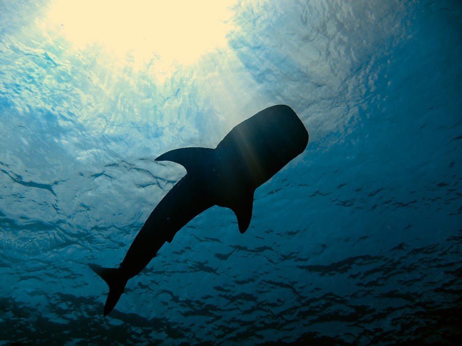 Whale Shark Photograph by U Schade