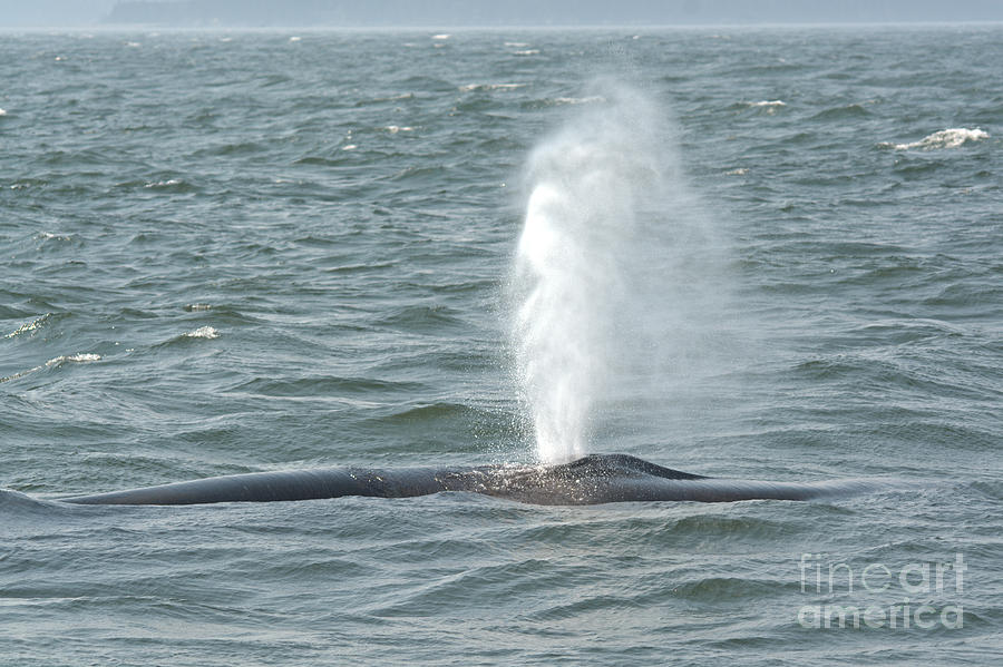 Whale Spouting Photograph by Cheryl Baxter