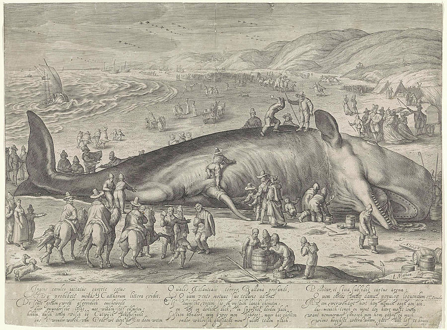 Whale Stranded Near Berckhey, 1598, Jacob Matham Framed Print by Jacob  Matham And Hendrick Goltzius And Theodorus Schrevelius - Fine Art America