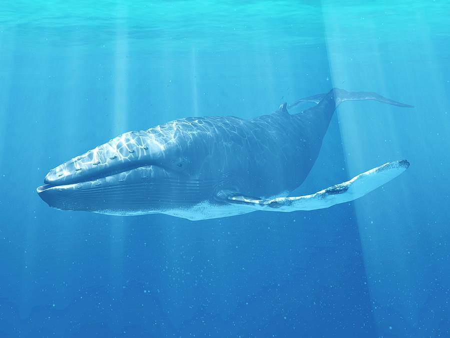 Whale Swimming Underwater Photograph by Sciepro/science Photo Library ...