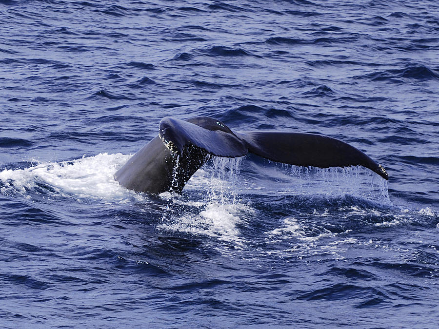 Whale tail 2 Photograph by Lorena Mahoney - Fine Art America