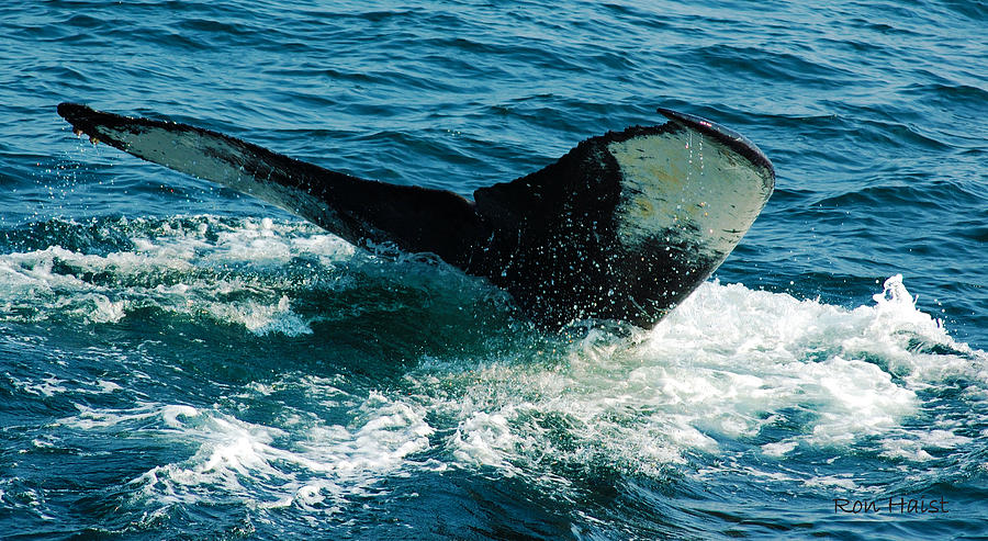 Whale Tail 2 Photograph by Ron Haist
