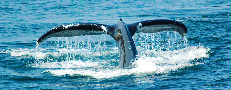 Whale Tail 3 Photograph by Ron Haist