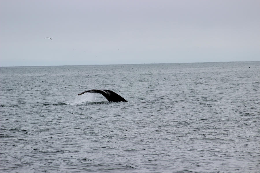 Whale Tail 7 Photograph by Becca Buecher | Fine Art America