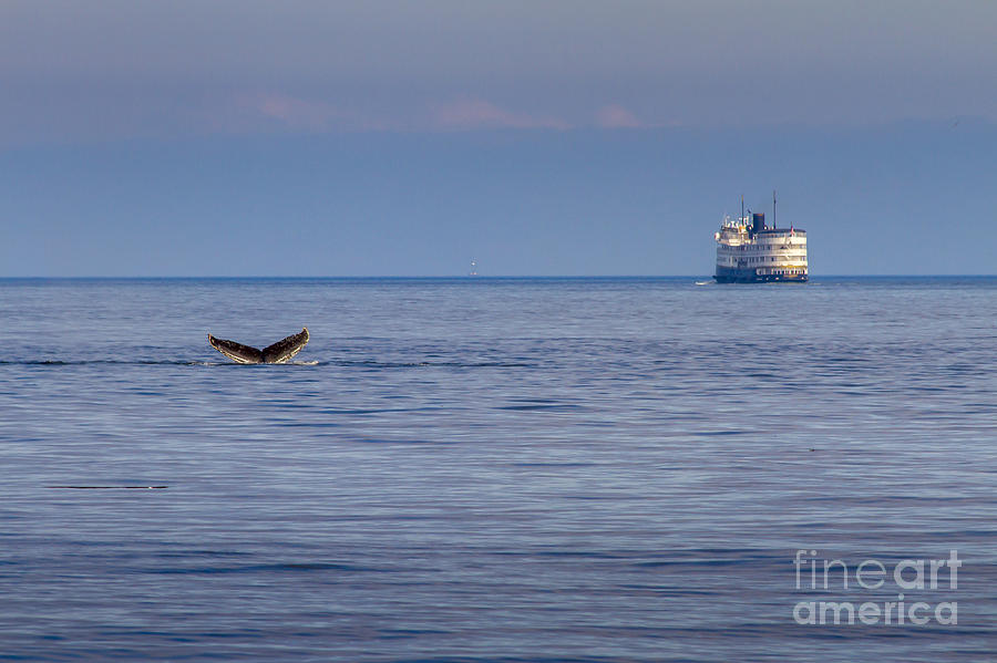 Whale Tail at Sunset in Alaska Photograph by Darcy Michaelchuk