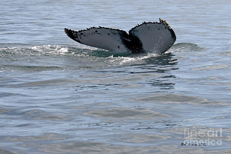 Wildlife Photograph - Whale Tail by Bob Hislop
