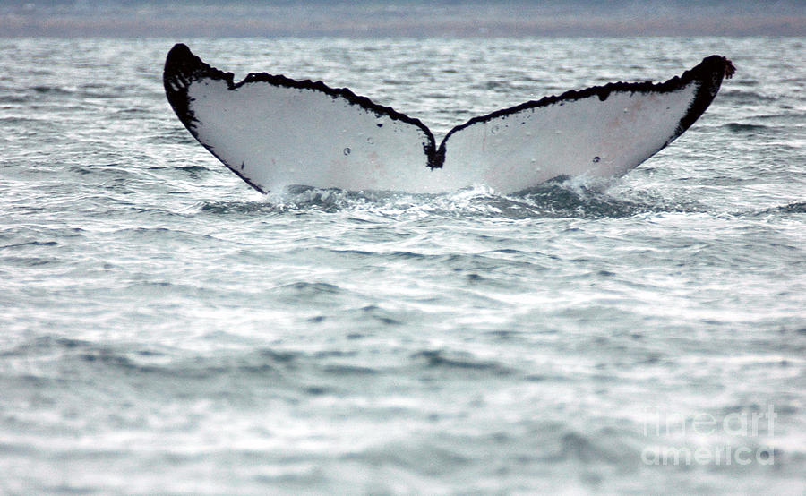 Whale Tail  Photograph by Cindy Murphy - NightVisions 