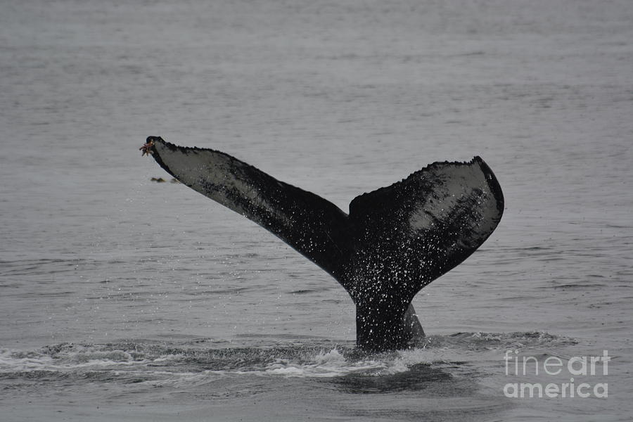 Wildlife Photograph - Whale Tail by Deanna Cagle