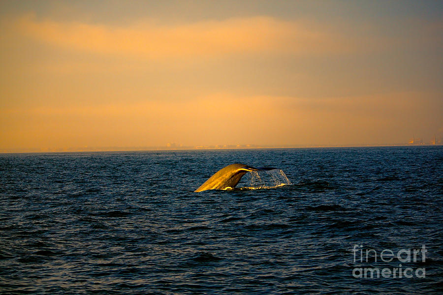 Sunset Photograph - Whale Tail in the Sun by Loretta Jean Photography