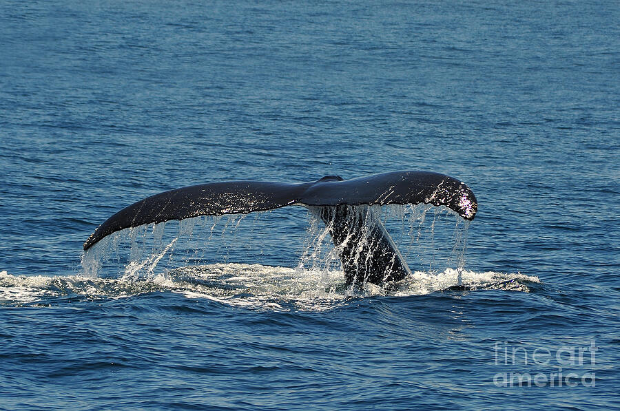 Whale Tail Photograph by Randi Grace Nilsberg