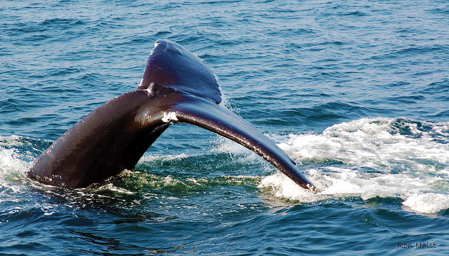 Whale Photograph - Whale Tail by Ron Haist