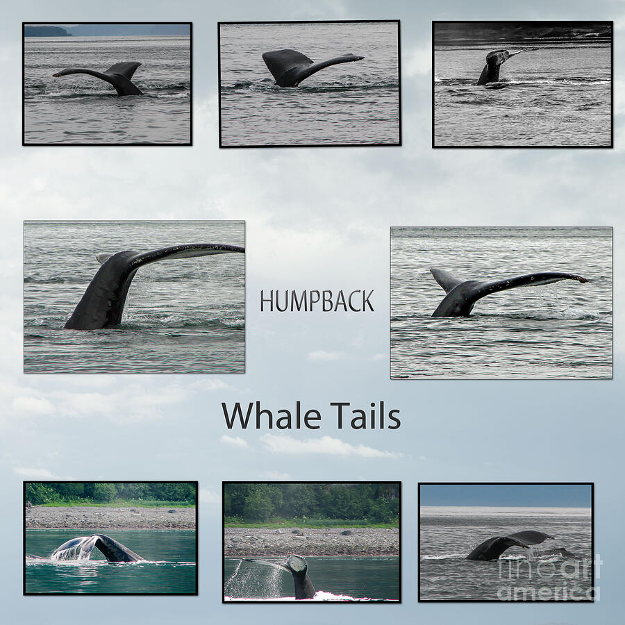 Whale Tails Photograph by Robert Bales