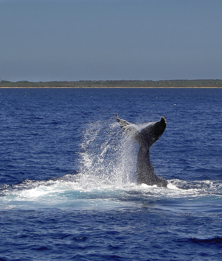 Whale Tale Splash II Photograph by Penny Lisowski