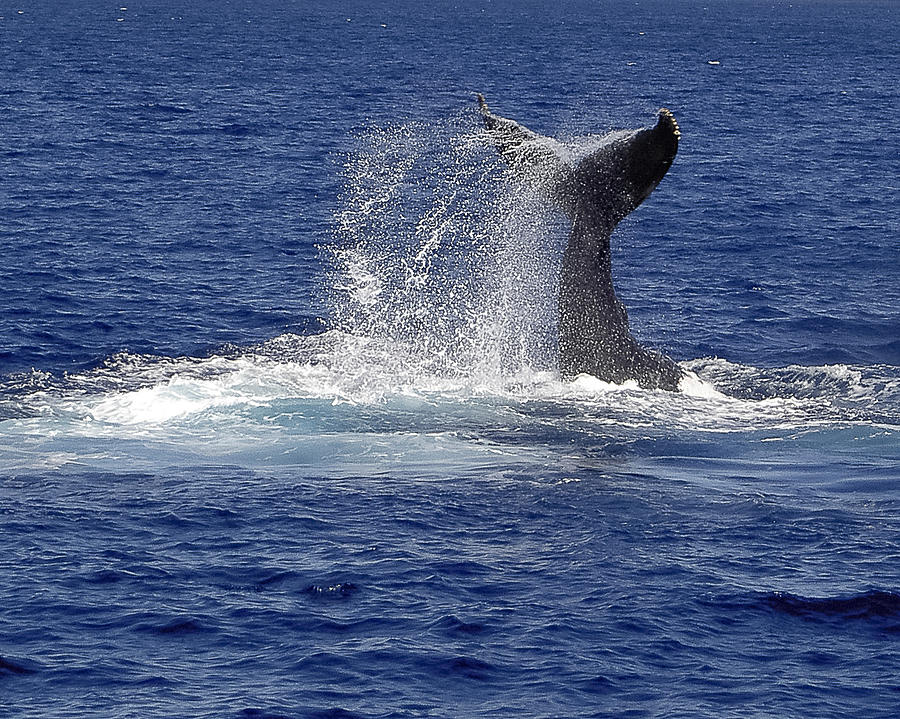 Whale Tale Splash Photograph by Penny Lisowski
