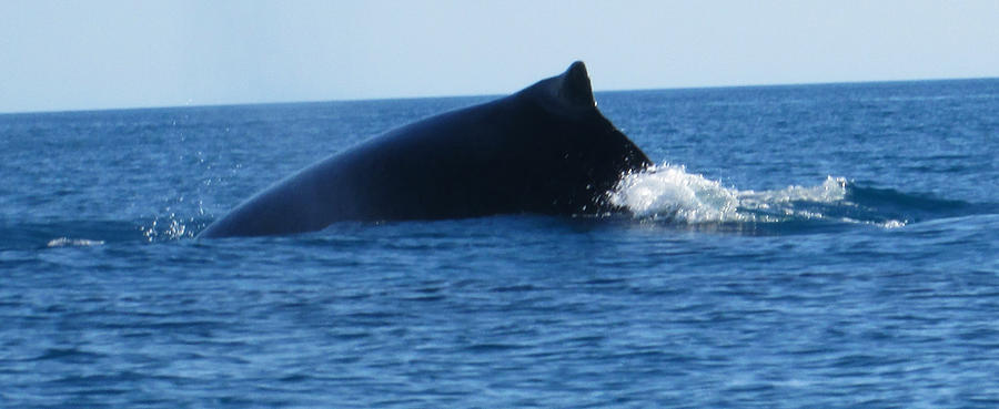 Whale Photograph by John Mathews