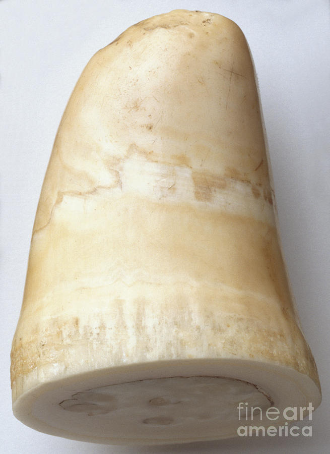 Whale Tooth Photograph by Harry Taylor / Dorling Kindersley