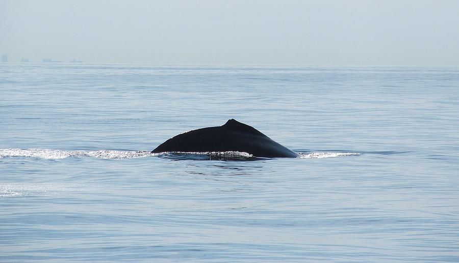 Whale Watch Off Gloucester MA Photograph by Loretta Pokorny
