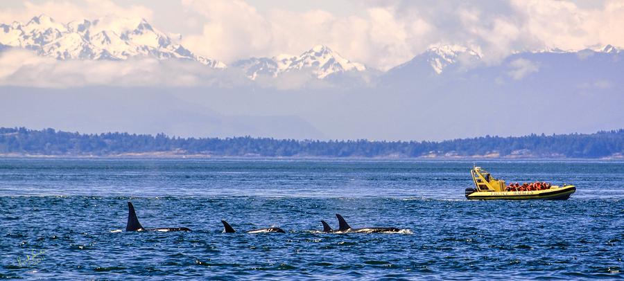 Whale Watching and the Olympics Photograph by Rick Lawler - Fine Art ...