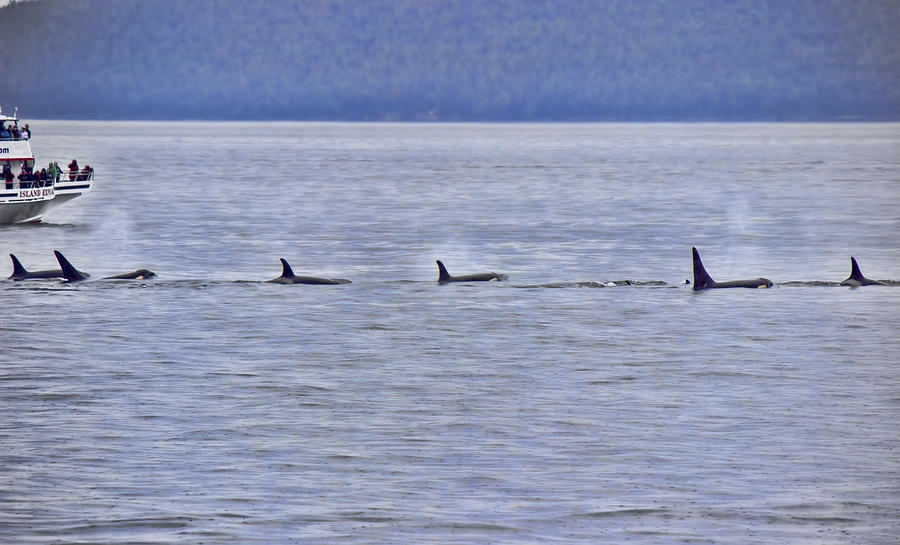 Whale Watching Photograph by Cathy Anderson