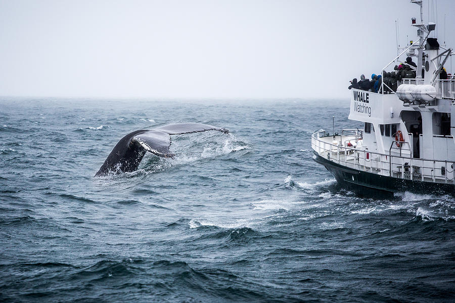 Whale Watching Photograph by Francesco Riccardo Iacomino