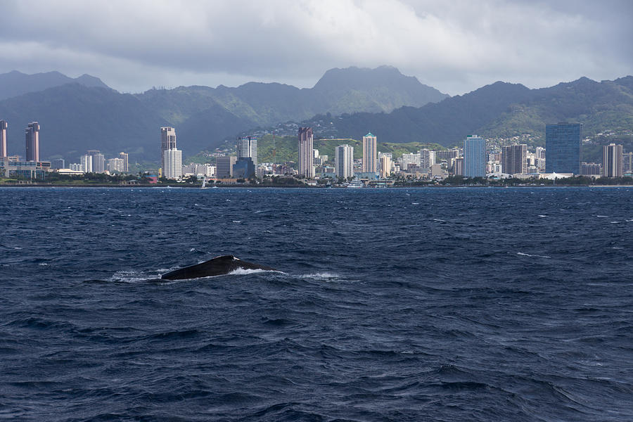 Whale Watching in Honolulu Hawaii Photograph by Georgia Mizuleva