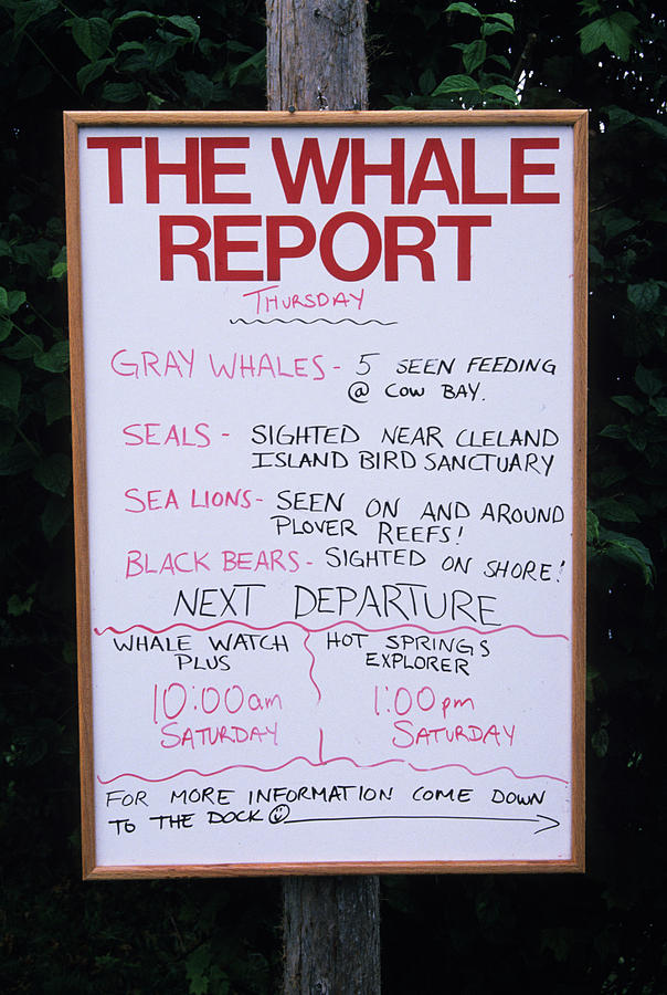 sign of the whale