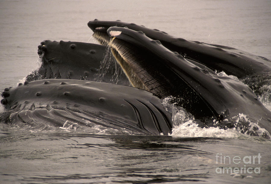 Whales Feeding Photograph by Ron Sanford