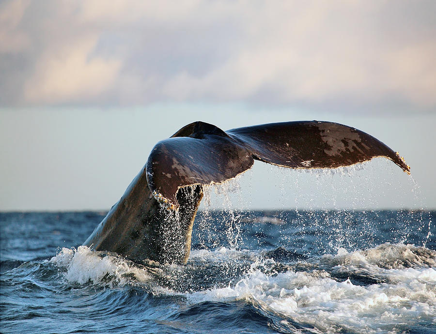 Whales Fluke Photograph by M Swiet Productions