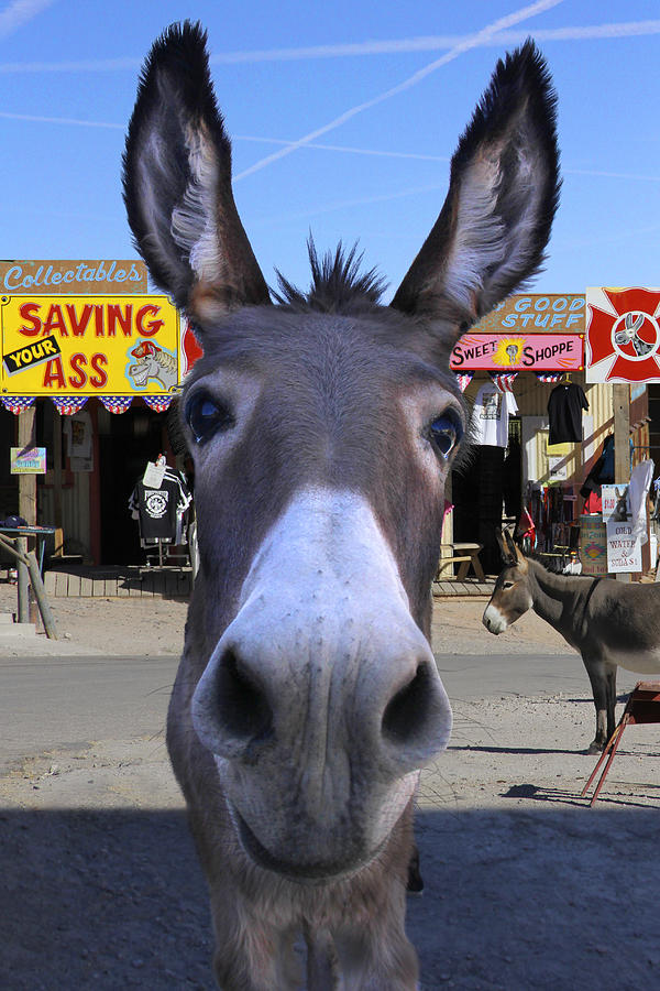 Donkey Photograph - What . . . No Carrots by Mike McGlothlen