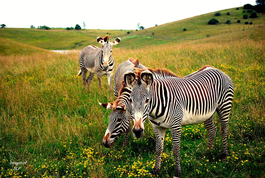 want-a-bite-photograph-by-scott-polley-fine-art-america