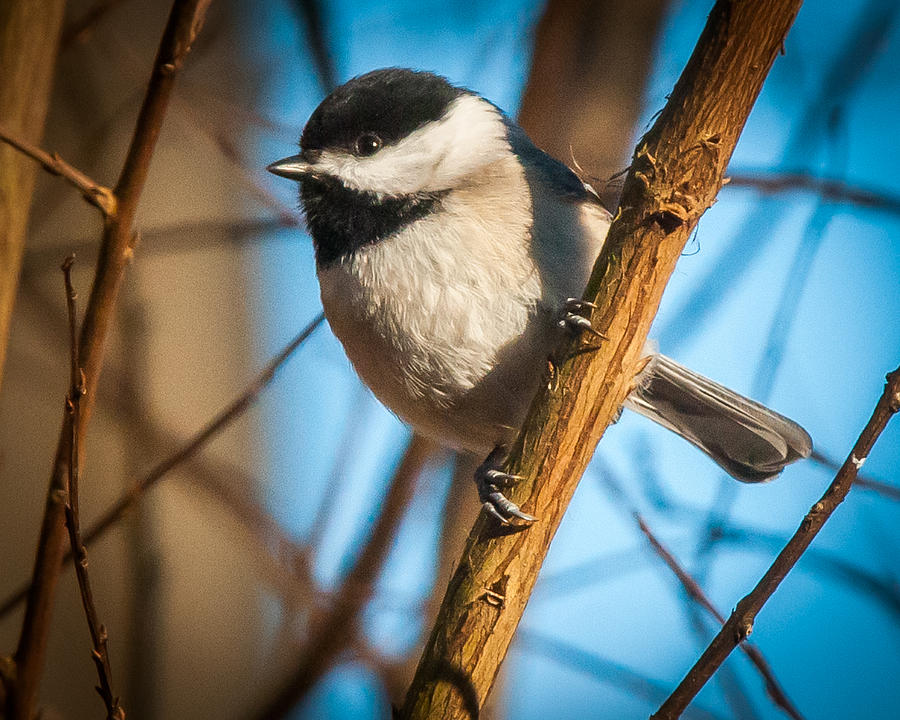 What a Chickadee Photograph by William Krumpelman - Fine Art America