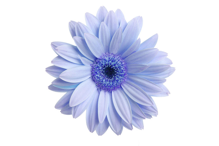 What a Daisy! Photograph by Liliboas What a Daisy! Photograph by Liliboas