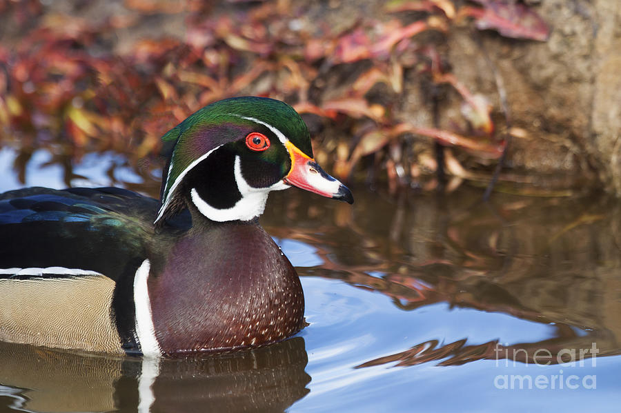 What a good looking Wood duck Photograph by Ruth Jolly
