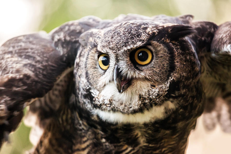 Owl Photograph - What a Hoot by Jodi Jacobson