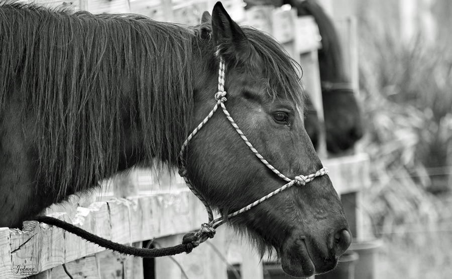 What a Horse Photograph by Jody Lane